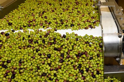 Olive mill - Jul 14, 2023 · According to Rea, 650,000 visitors flock annually to Arizona’s only working and operating olive mill. They come for tours and Olive Oil 101 classes, shop more than 500 different local items in ... 